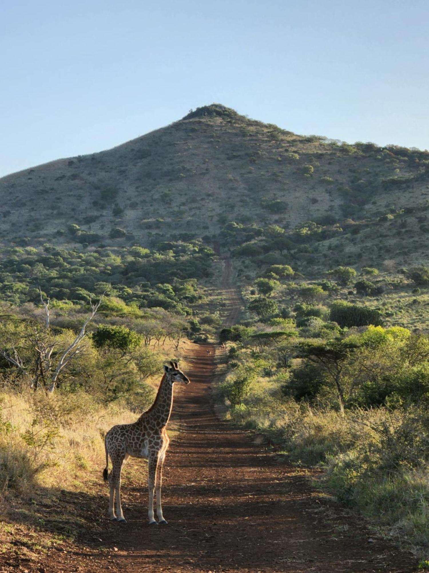 Duiker Game Lodge Hluhluwe Eksteriør bilde